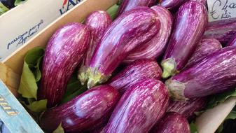 ripe delicious eggplants in a box