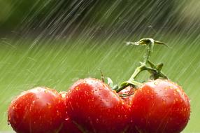 garden tomatoes in water drops