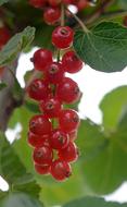 dangling bunch of berries in the garden