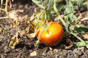 juicy garden tomato on the ground