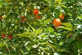 Juicy oranges on a tree