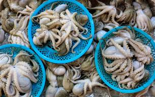 big catch of octopus