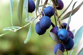 ripe garden olives
