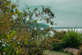 green trees and bushes by the water