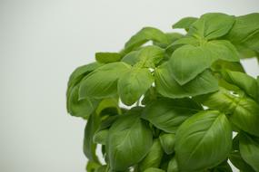 fresh basil leaves in the garden