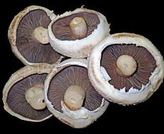 Fresh wild porcini mushrooms