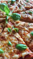 Cheese pizza with baselisk