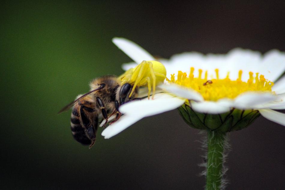 bee on white chamomile view