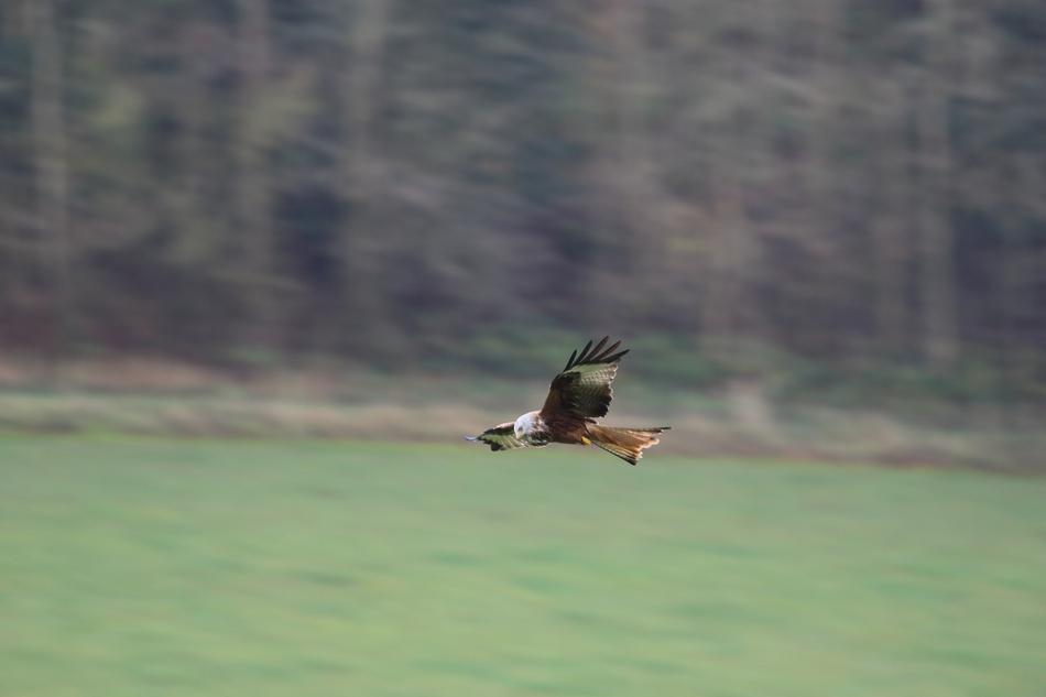 the duck flies over the field