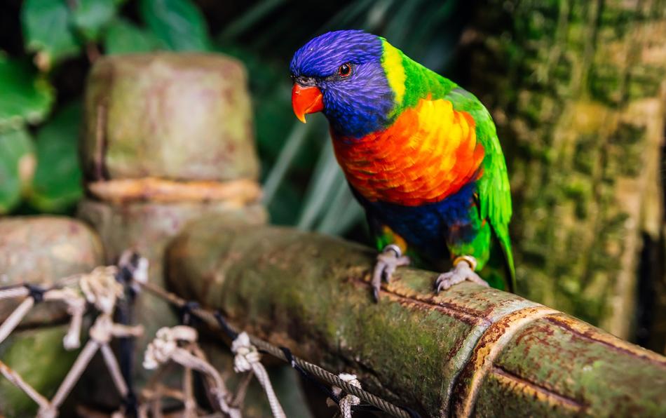 a colored parrot on a branch in the trees