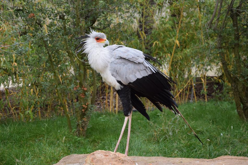 stork green grass view