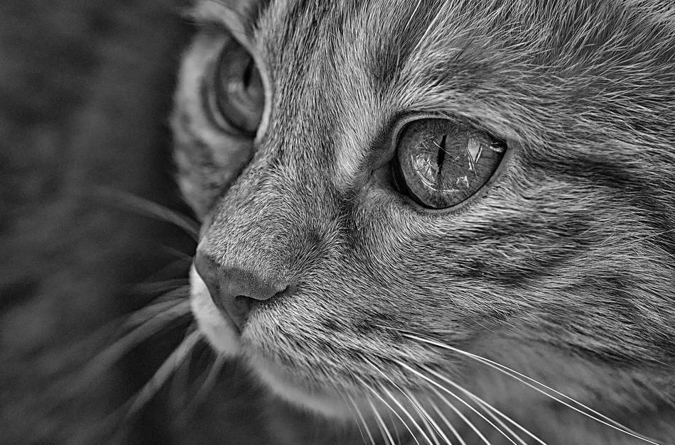 the cat looks forward