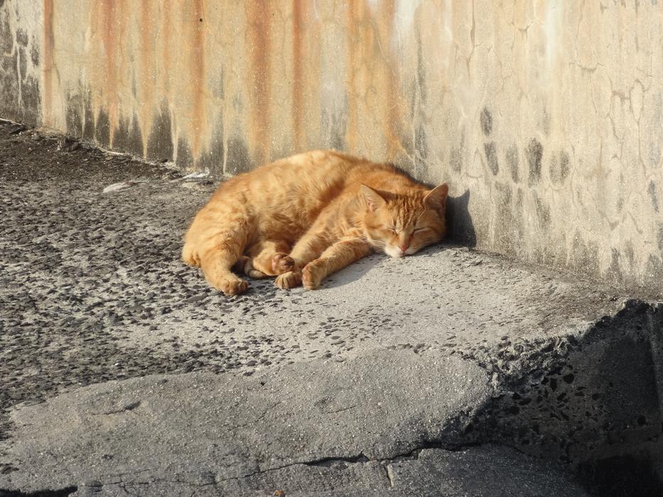 sleeping red cat by the wall