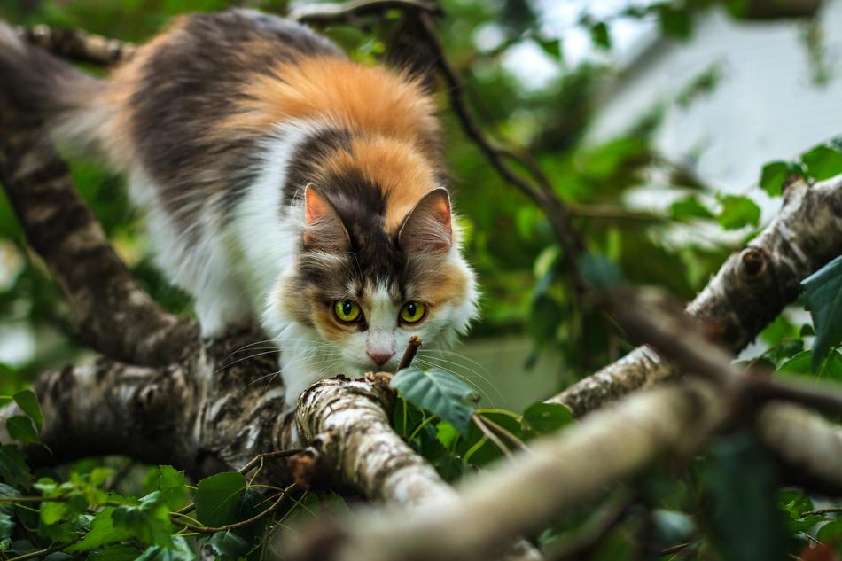 a cat crawling on a tree