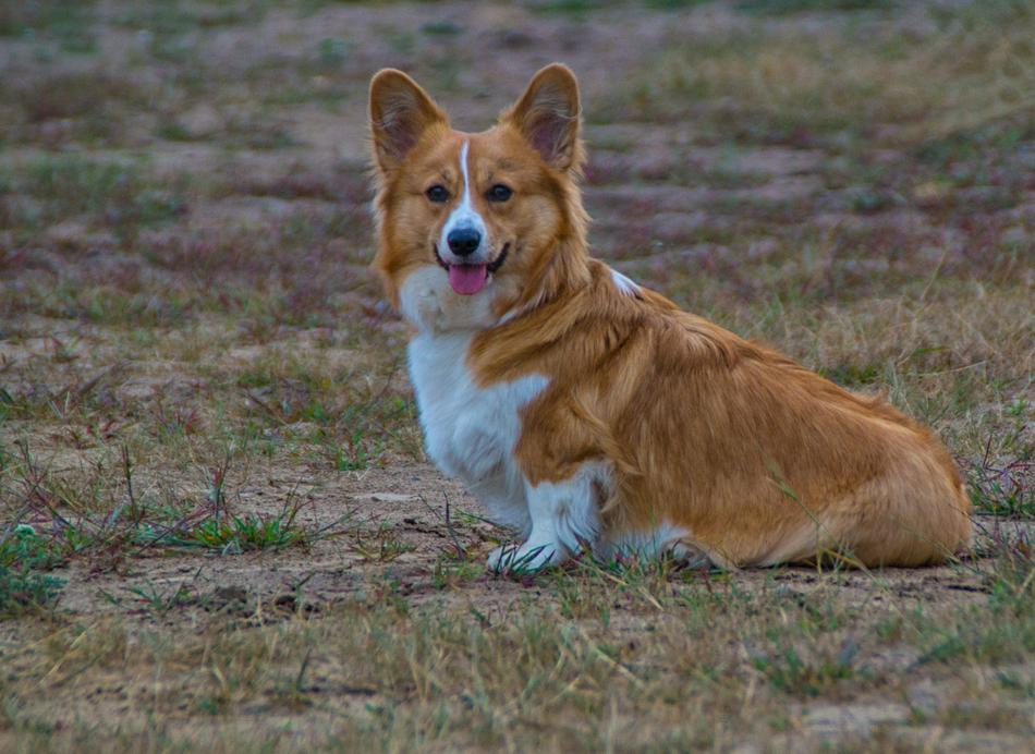 the puppy is sitting on the field