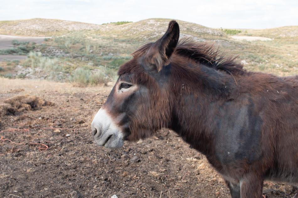 brown donkey in the field