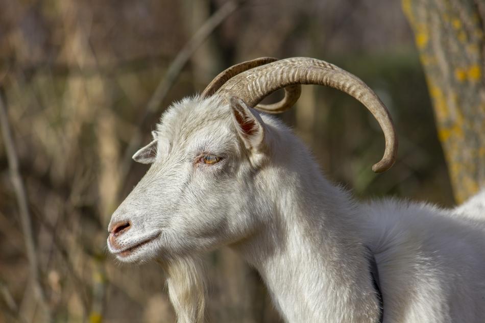 white goat with horns