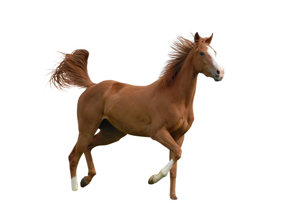 brown horse on a white background