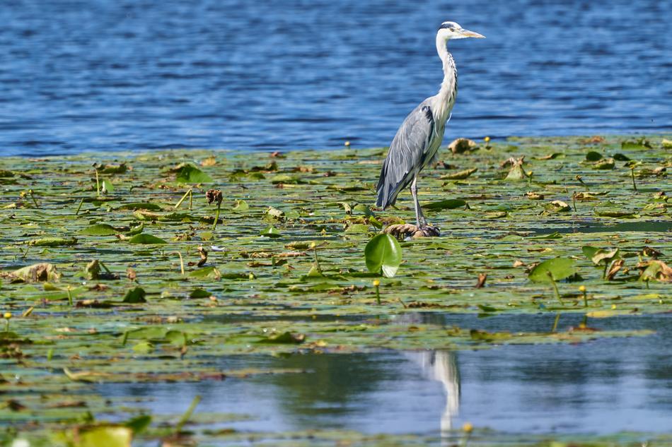 a bird in the water on the moss