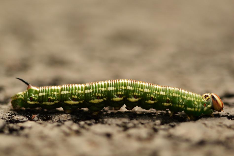 green caterpillar in the ground