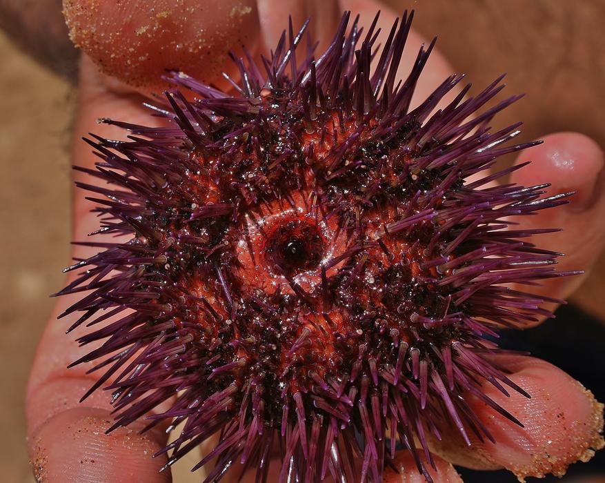 prickly starfish in hand