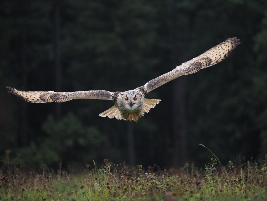 a flying owl in the sky
