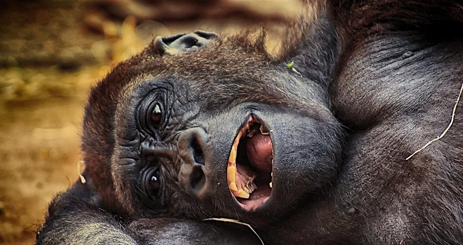 the monkey is black and funny