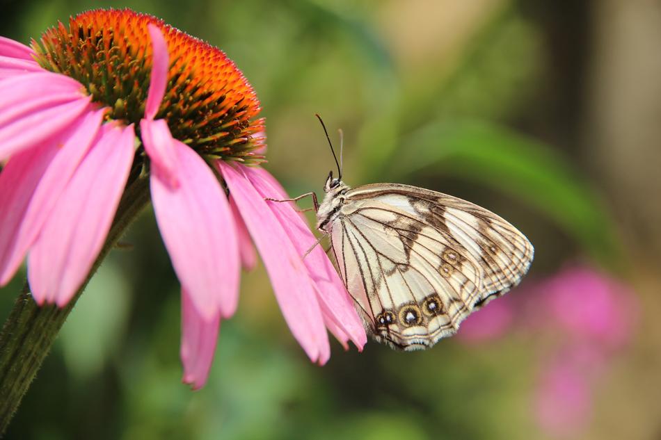 butterfly flower garden nature