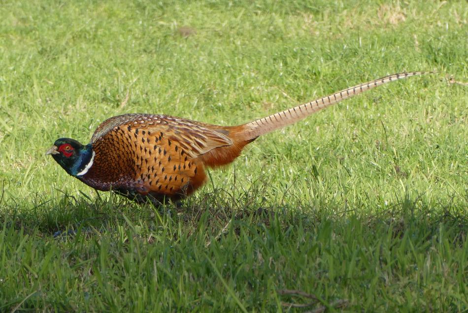 bird grass view