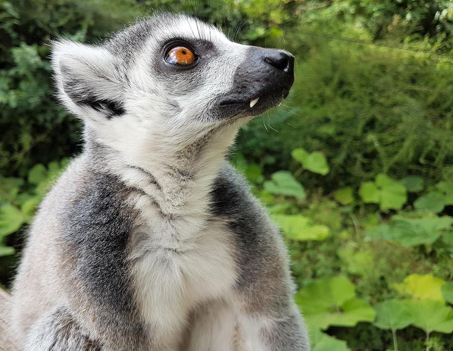lemur on a green background