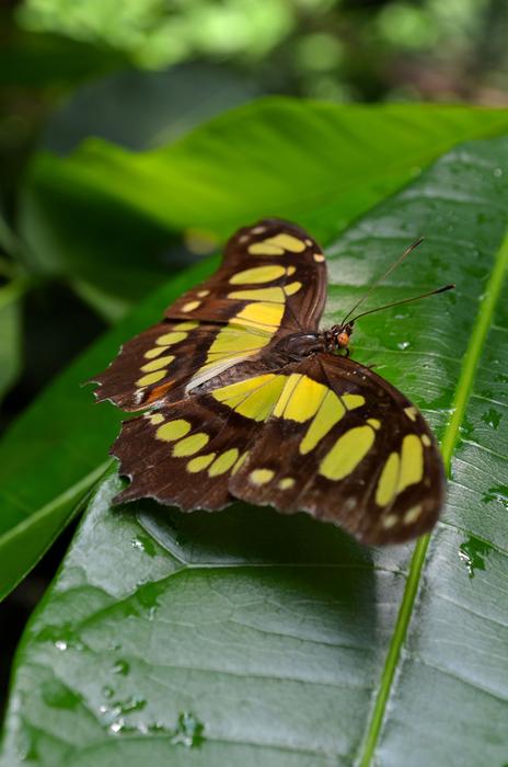 yellow butterfly with brown pattern