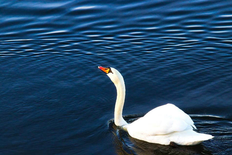 white bird in the water