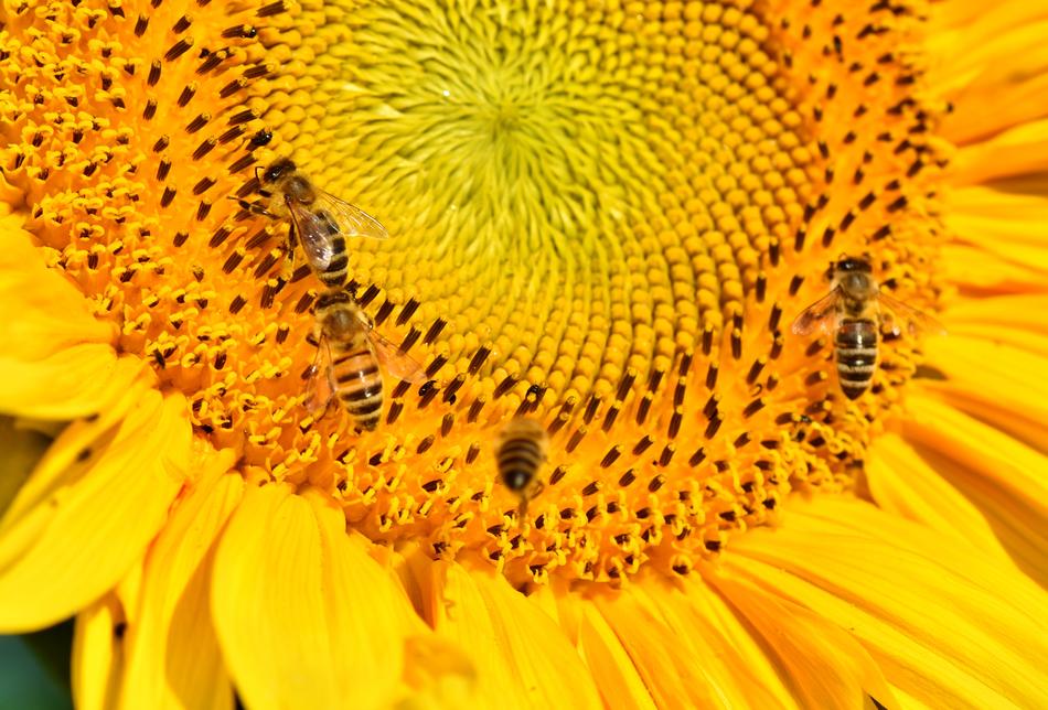 big sunflower with wasps