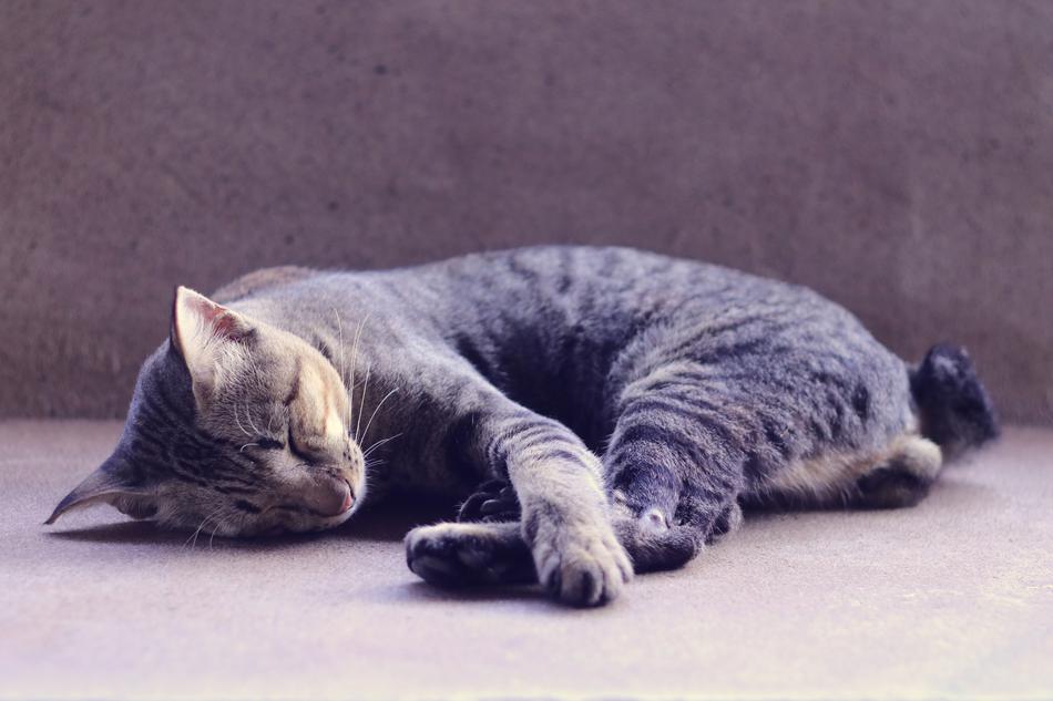 the cat sleeps on the floor