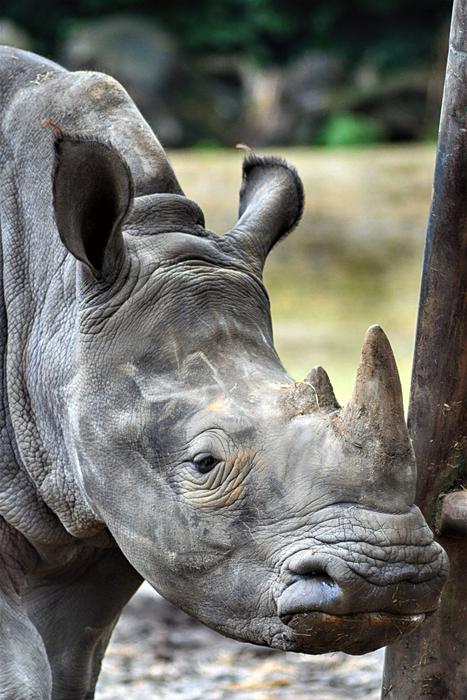 the rhinoceros in the zoo is big
