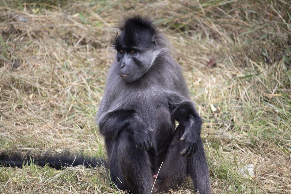 black monkey at the zoo