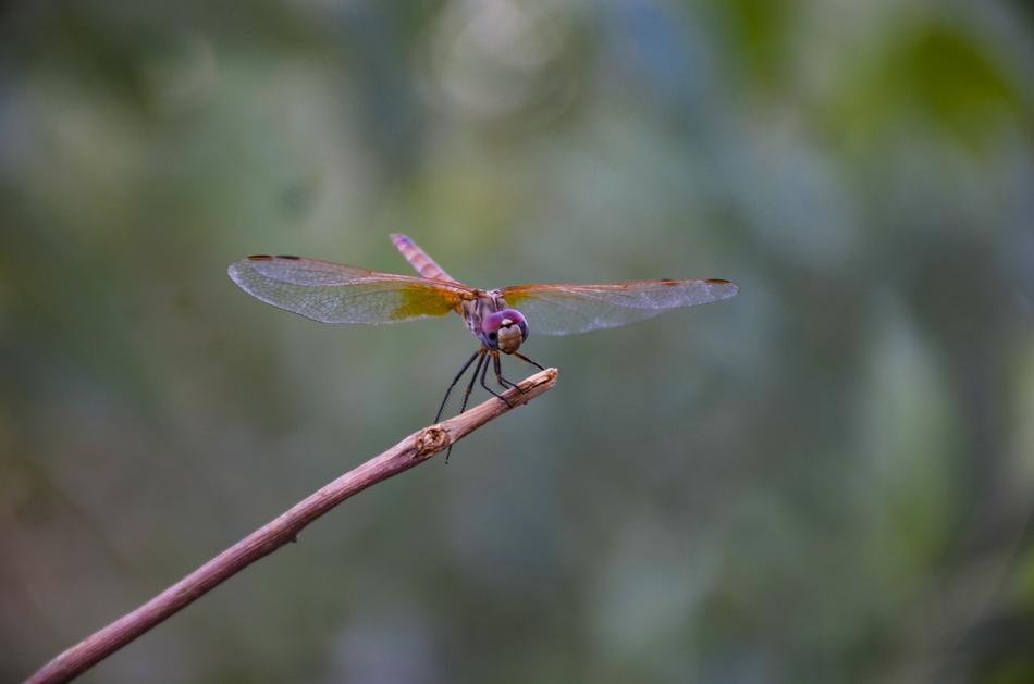 dragonfly on a branch in the garden