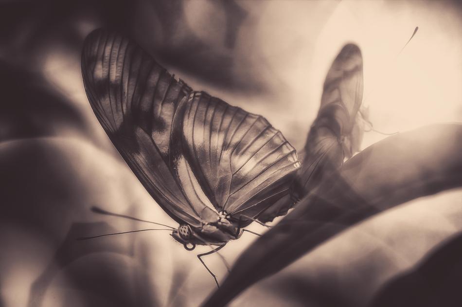 gorgeous butterfly in the sun