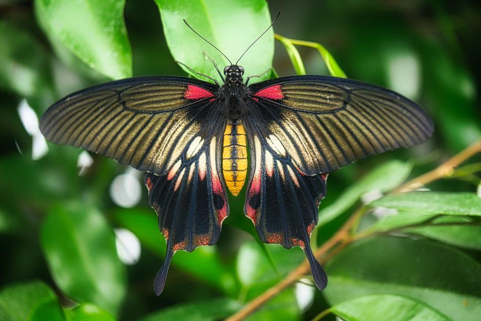 a magnificent butterfly in green foliage