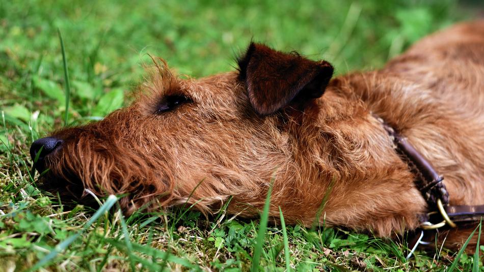 a dog playing in the grass