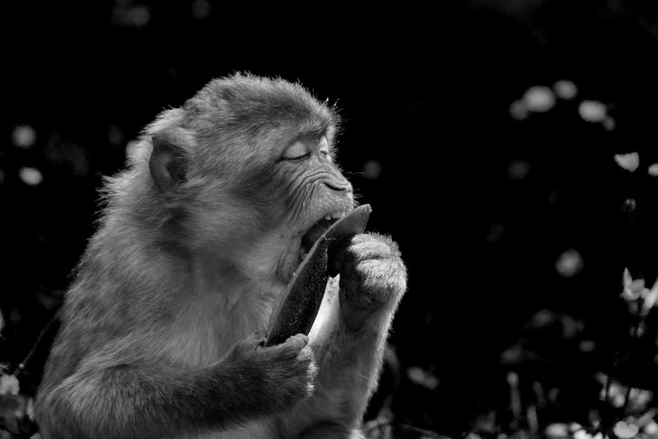 monkey eats a leaf