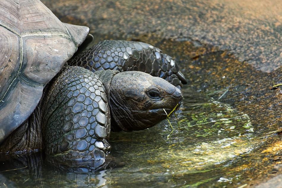 the turtle is big in the rocks