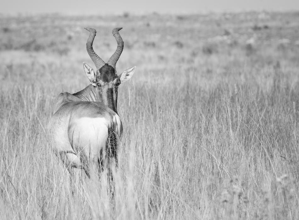 the deer in the field is cute and beautiful