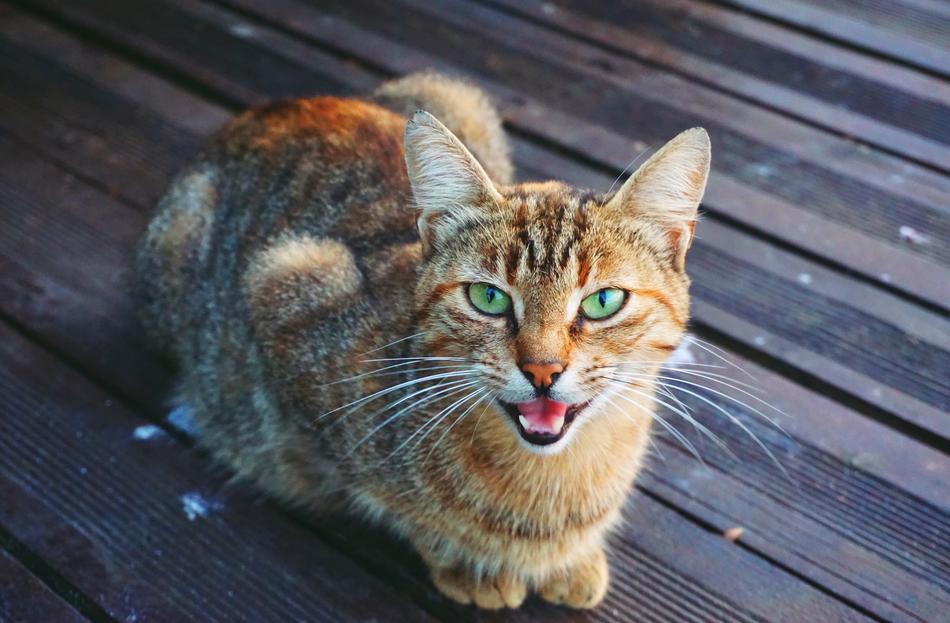 red cat with green eyes screaming