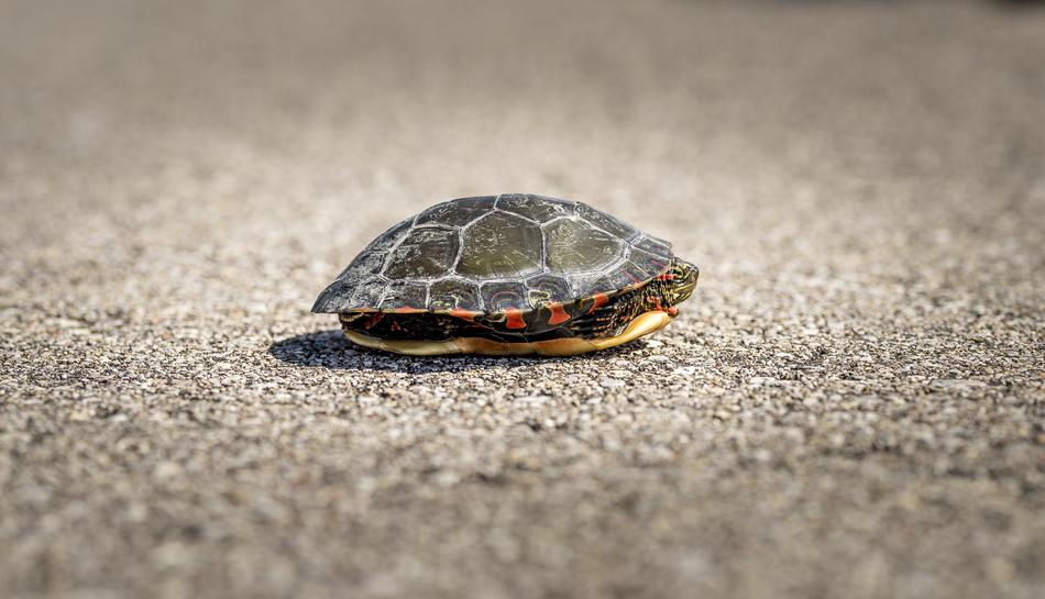 the turtle hid in its shell