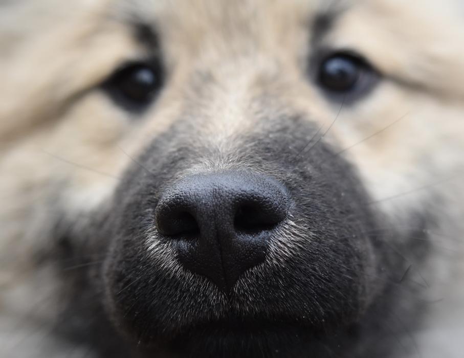 fluffy dog with a black nose