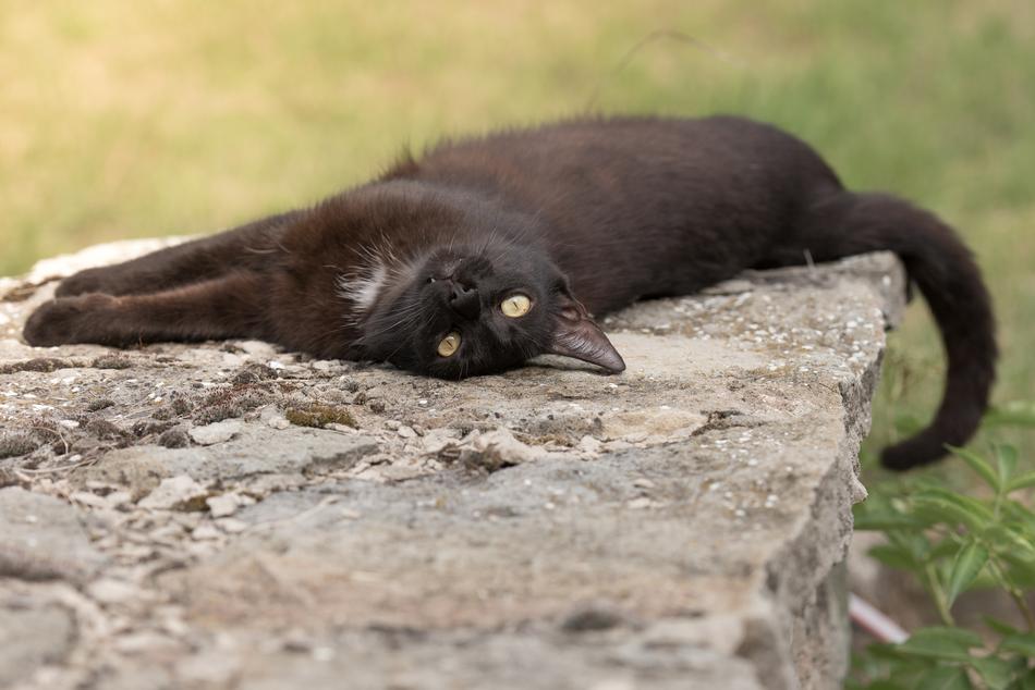 black long cat sleeping