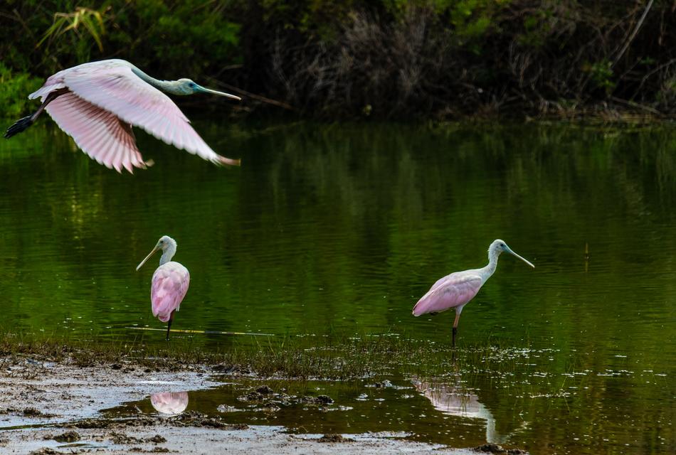 pink birds in the water