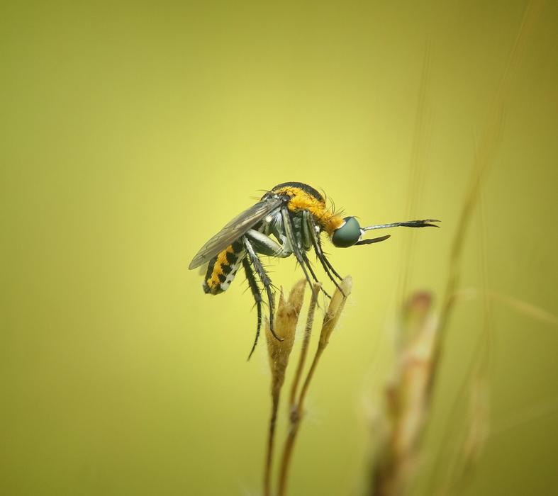 insect on yellow water