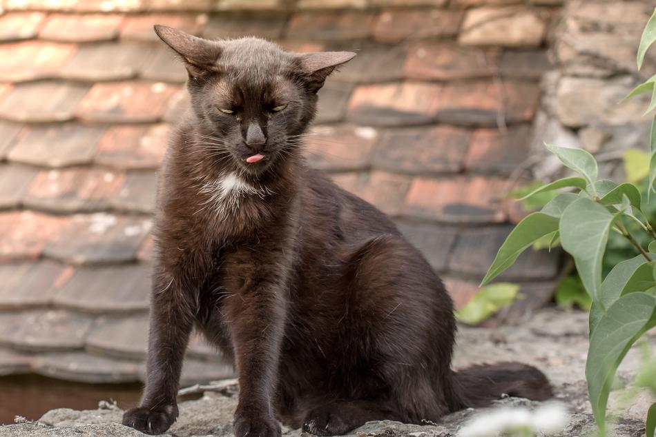 black cat with a white pattern
